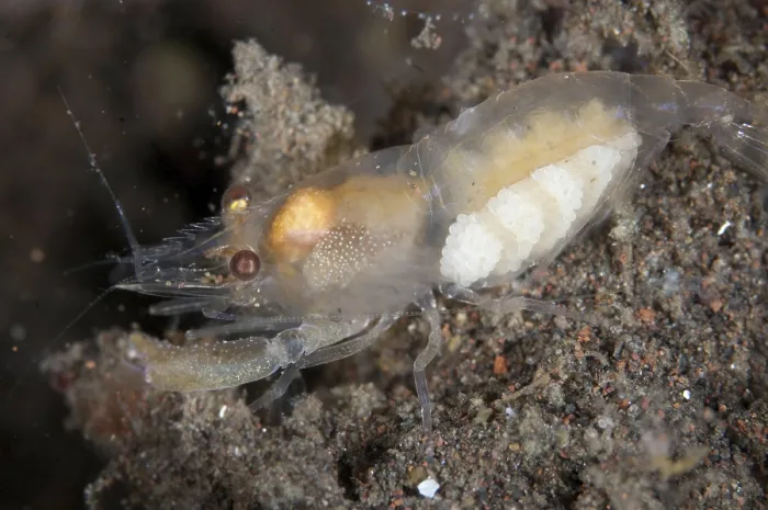Framed Print : Deman's Snapping Shrimp (Synalpheus demani) adult female