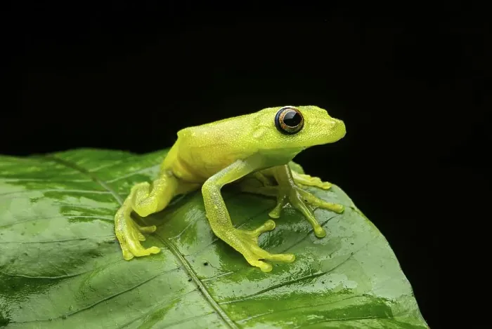 Framed Print : Demerara Falls tree frog (Hypsiboas cinerascens) Framed Print : Demerara Falls tree frog (Hypsiboas cinerascens)