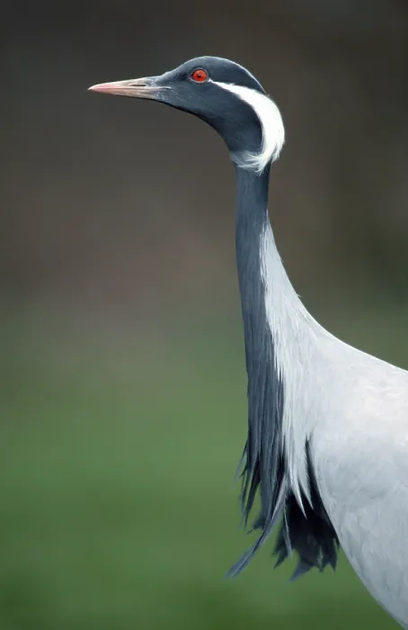 Framed Print : Demoiselle Crane (Anthropoides virgo) (Grus virgo)