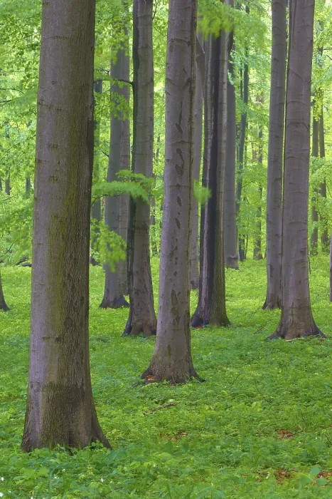 Framed Print : Dense arrangement of beech trees with green leaves