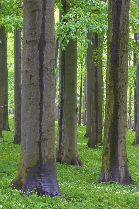 Framed Print : Dense arrangement of beech trees with green leaves Framed Print : Dense arrangement of beech trees with green leaves