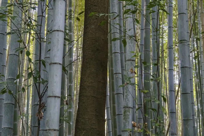 Framed Print : Dense bamboo forest with green trunks and a vertical tree in the middle Framed Print : Dense bamboo forest with green trunks and a vertical tree in the middle
