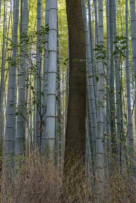 Framed Print : Dense bamboo forest with individual tall trees and undergrowth