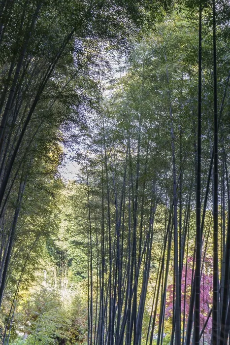 Framed Print : Dense bamboo forest with translucent canopy