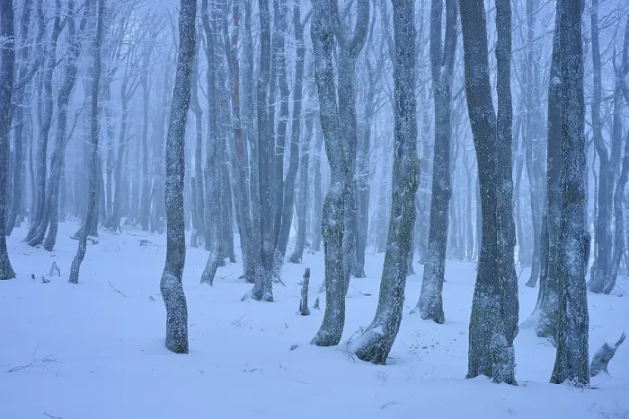 Framed Print : Dense bare trees in a snowy, foggy forest Framed Print : Dense bare trees in a snowy, foggy forest