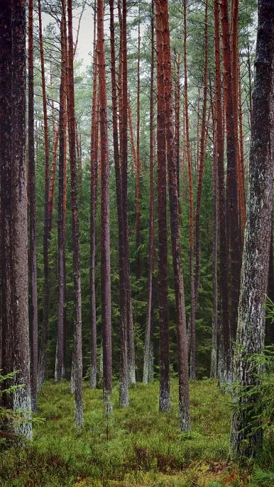 Framed Print : Dense cluster of straight pines (pinus) in the forest
