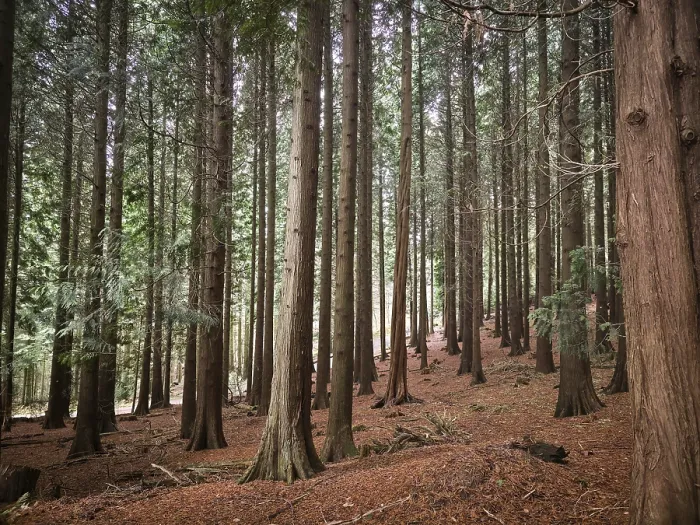 Framed Print : Dense collection of tall conifers in a quiet Framed Print : Dense collection of tall conifers in a quiet