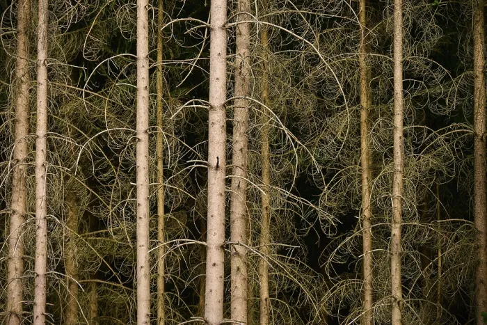Framed Print : Dense coniferous forest with dried trees and branches in shades of brown