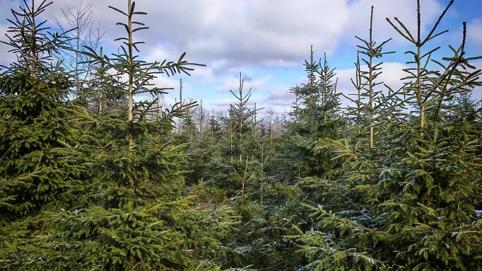 Framed Print : Dense fir forest (abies) under a cloudy Framed Print : Dense fir forest (abies) under a cloudy