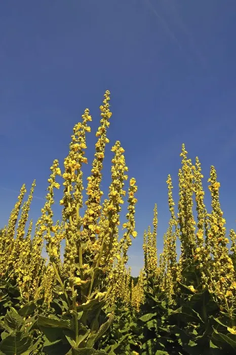 Framed Print : Dense-flowered mullein (Verbascum densiflorum) against blue sky Framed Print : Dense-flowered mullein (Verbascum densiflorum) against blue sky