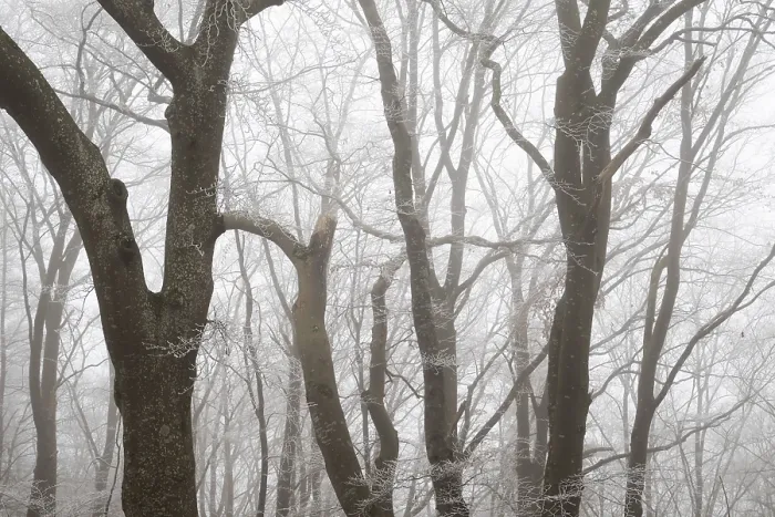 Framed Print : Dense foggy forest with bare wide tree trunks in winter