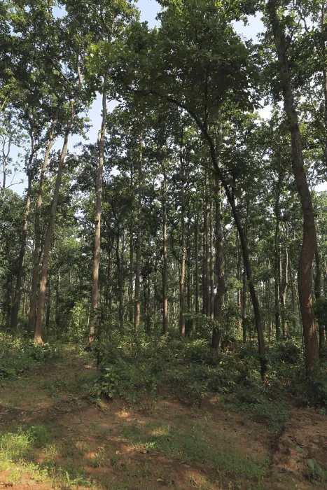 Framed Print : Dense forest, bastar, chhattisgarh, india, asia Framed Print : Dense forest, bastar, chhattisgarh, india, asia
