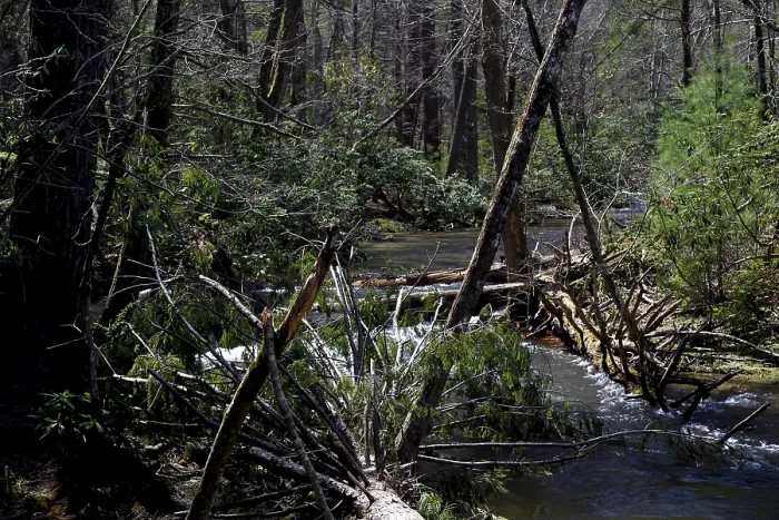 Framed Print : Dense forest with a clear river along Little River Road
