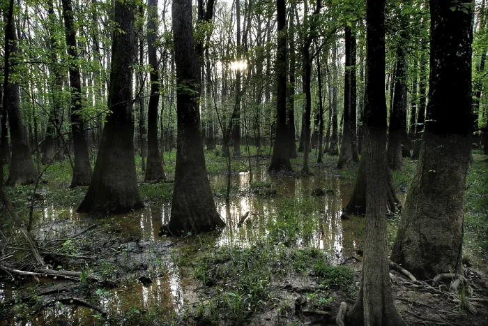 Framed Print : Dense forest in Congaree National Park with trees sticking out of the water Framed Print : Dense forest in Congaree National Park with trees sticking out of the water