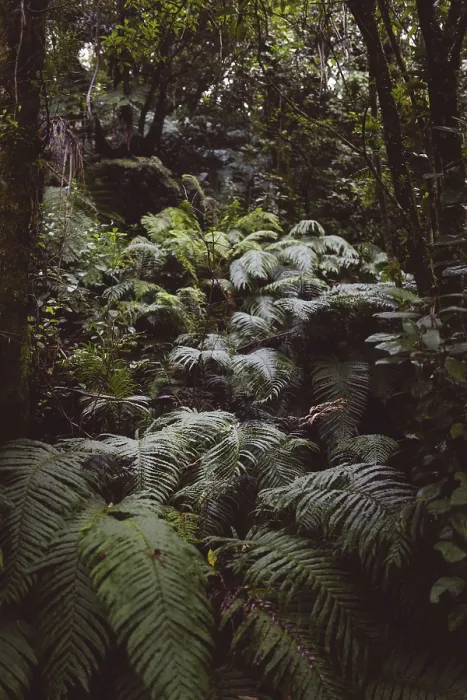 Framed Print : A dense forest full of green ferns and tree trunks Framed Print : A dense forest full of green ferns and tree trunks