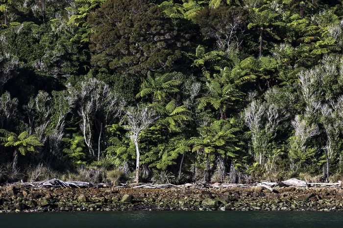 Framed Print : Dense forest landscape full of green ferns at Pelorus Sound Framed Print : Dense forest landscape full of green ferns at Pelorus Sound
