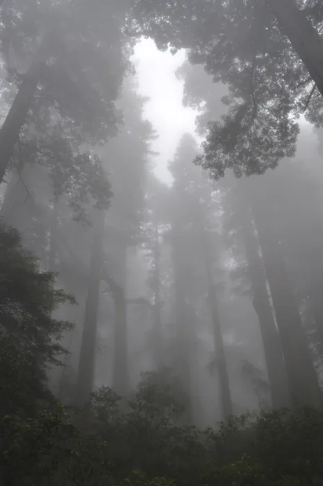 Framed Print : A dense forest of majestic trees