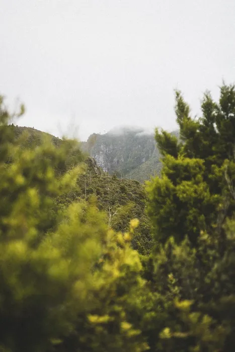 Framed Print : Dense forest and misty hills with green trees