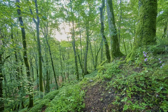 Framed Print : Dense forest with moss-covered trees
