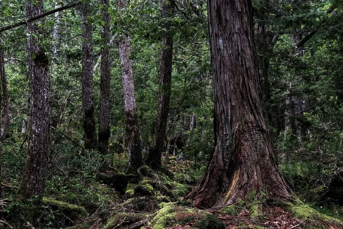 Framed Print : Dense forest with moss-covered trees in Aokigahara