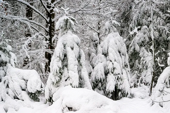 Framed Print : Dense forest with snow-covered trees Framed Print : Dense forest with snow-covered trees
