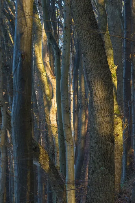 Framed Print : Dense forest in sunlight with mysterious
