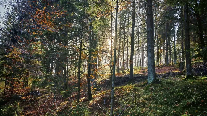 Framed Print : A dense forest with sunlight shining through the trees and autumn leaves