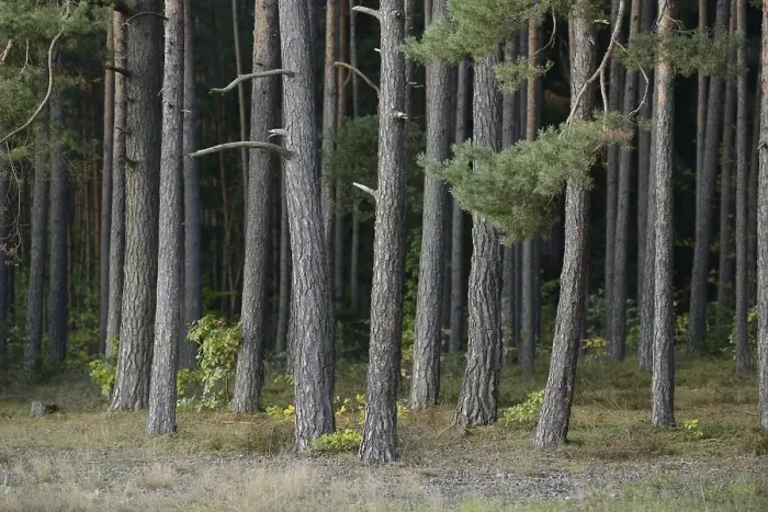 Framed Print : Dense forest of tall pine trees with green foliage and brown trunks