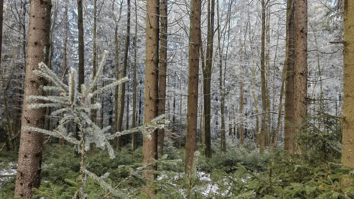 Framed Print : A dense forest with tall pines (abiete) and a snow-covered landscape