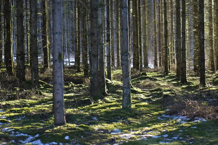 Framed Print : A dense forest with tall trees