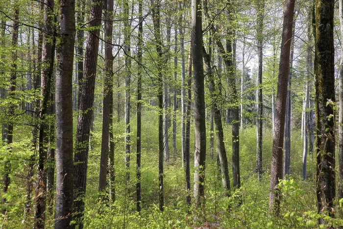 Framed Print : Dense forest with tall trees and fresh green leaves in sunlight Framed Print : Dense forest with tall trees and fresh green leaves in sunlight