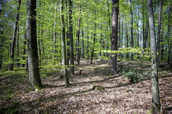 Framed Print : A dense forest with tall trees and leaves in spring light