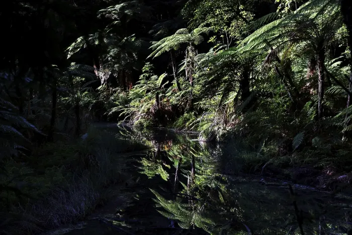 Framed Print : Dense forest with water reflections in Whakarewarewa in Rotorua