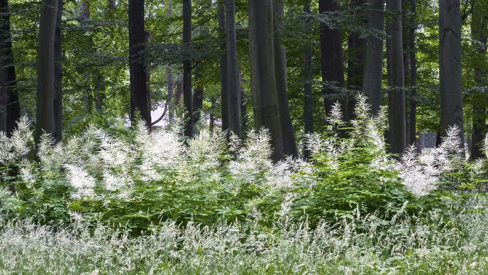 Framed Print : Dense forest with white flowers of forest honeysuckle (Aruncus dioicus) and green trees in the summer landscape