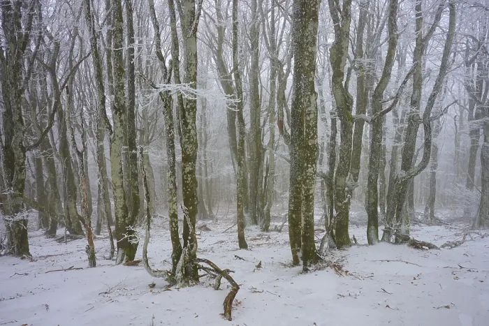 Framed Print : Dense forest in winter with snow-covered trees and quiet atmosphere