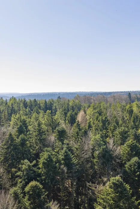 Framed Print : Dense green forest under a clear blue sky