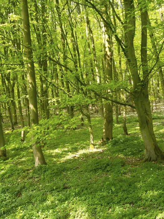 Framed Print : Dense green forest in spring, bright sunlight illuminates the foliage
