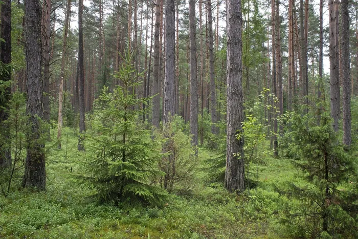 Framed Print : Dense naturally wild pine forest Framed Print : Dense naturally wild pine forest