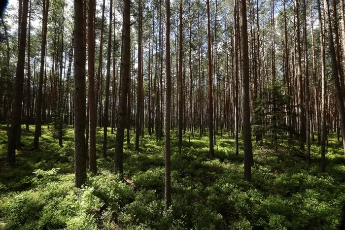 Framed Print : Dense pine forest with sun rays falling through the thick canopy onto the green forest floor Framed Print : Dense pine forest with sun rays falling through the thick canopy onto the green forest floor