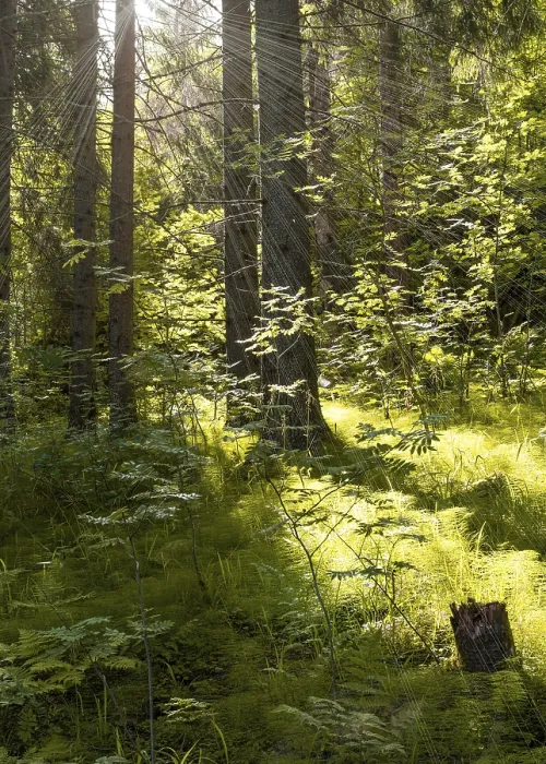 Framed Print : Dense pine green forest, rays of sunlight from sun break through leaves of trees