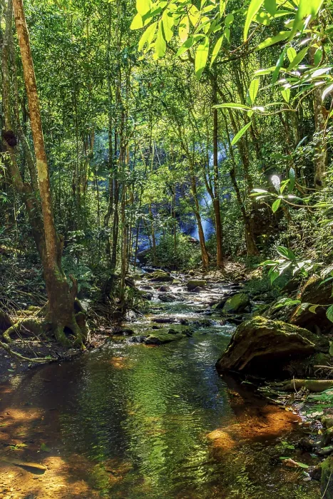 Framed Print : Dense rainforest vegetation crossed by the river amidst the rocks with the waterfall hidden in the background behind Framed Print : Dense rainforest vegetation crossed by the river amidst the rocks with the waterfall hidden in the background behind