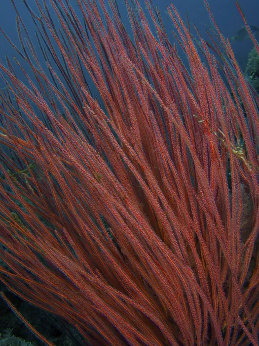 Framed Print : Dense shrub gorgonian (Ellisella ceratophyta)