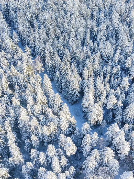 Framed Print : Dense, snow-covered forest with tall trees