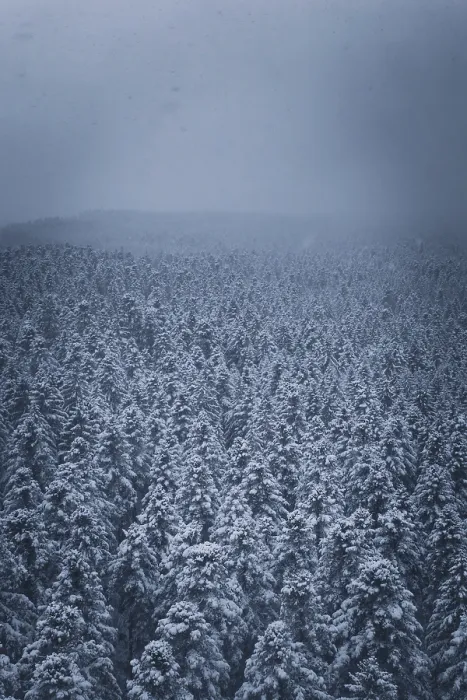 Framed Print : Dense, snowy forest under a grey
