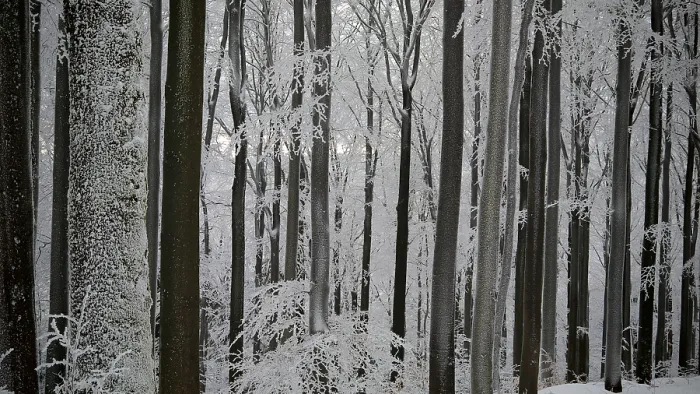 Framed Print : Dense snowy forest in winter with towering trees