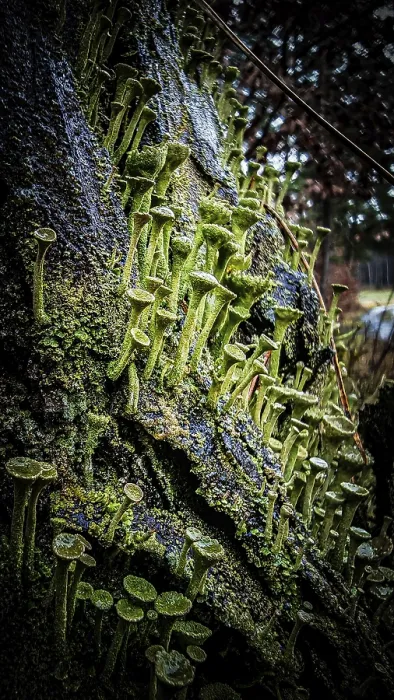 Framed Print : Dense structures of moss and trumpet lichen (cladonia fimbriata) in detail cover a tree trunk in a damp forest area