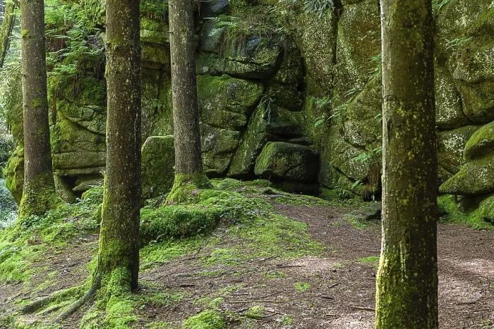 Framed Print : Dense trees and mossy rocks create a mystical atmosphere in a section of forest Stillenbachklamm Muhlviertel Upper Framed Print : Dense trees and mossy rocks create a mystical atmosphere in a section of forest Stillenbachklamm Muhlviertel Upper