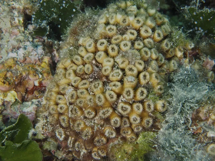 Framed Print : Dense, yellow lawn coral with green algae and small marine animals in between