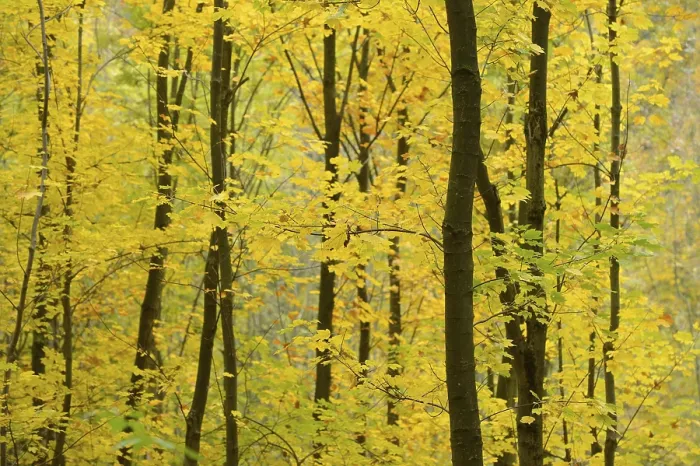 Framed Print : A densely packed forest of trees with vibrant yellow leaves in autumn Framed Print : A densely packed forest of trees with vibrant yellow leaves in autumn