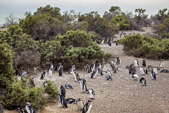 Framed Print : Densely packed numbers of penguins spread around shrubs near the coast Framed Print : Densely packed numbers of penguins spread around shrubs near the coast